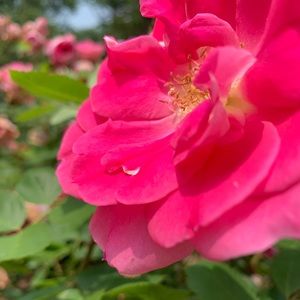 Meet your Posher, Cheyenne